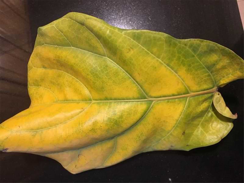 How to Improve Nutrient Uptake in Fiddle Leaf Figs 3 yellow fiddle leaf fig leaf