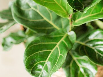 Fiddle Leaf Fig Growth Time Lapse Video 3 Curious how fiddle leaf fig growth looks? Watch the fiddle leaf fig growth time lapse video to see growth over a week's time.