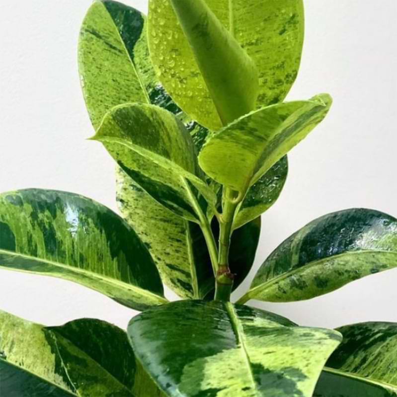 Ficus Shivereana Growing Guide and Care 3 Ficus Shivereana