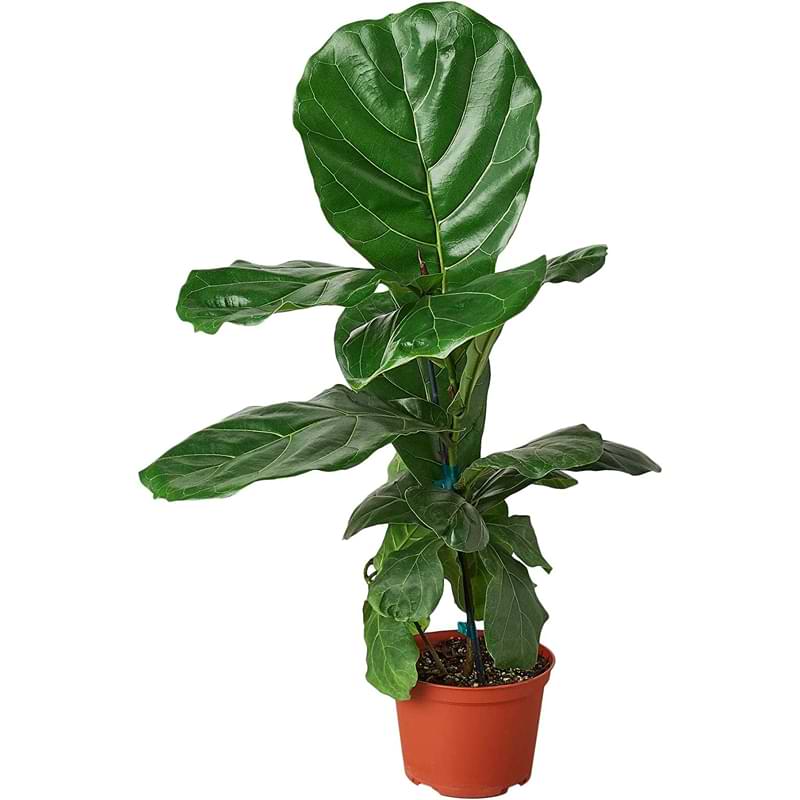 How to Shop for a Fiddle Leaf Fig Tree in Store or Online (And Choose a Healthy Plant) 1 Fiddle Leaf Fig Pot