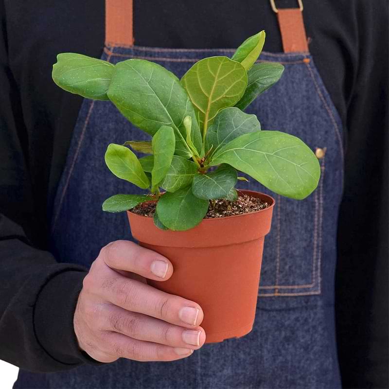Fiddle Leaf Fig Pot
