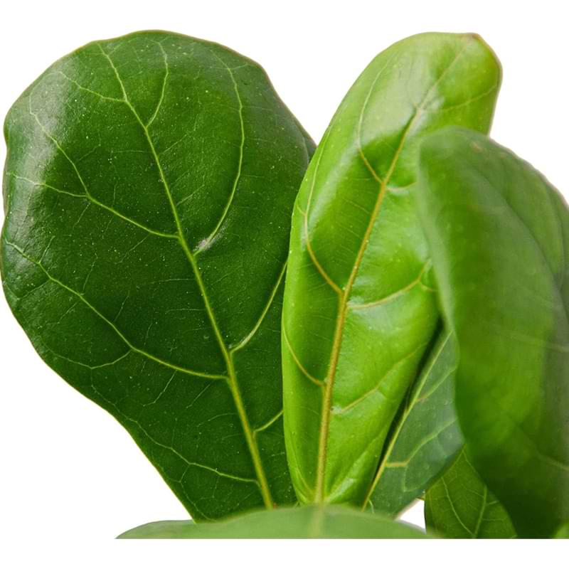 3 Simple Secrets to a Healthy Fiddle Leaf Fig Tree 13 Fiddle Leaf Fig Bare Root