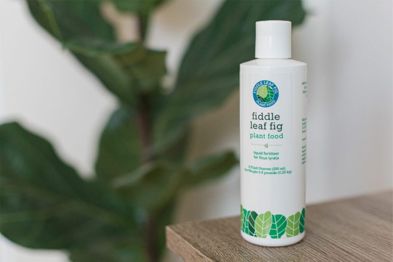 Try Fiddle Leaf Fig Plant Food Now Only $14.49 7 Fiddle-Leaf-Fig-Plant-Food