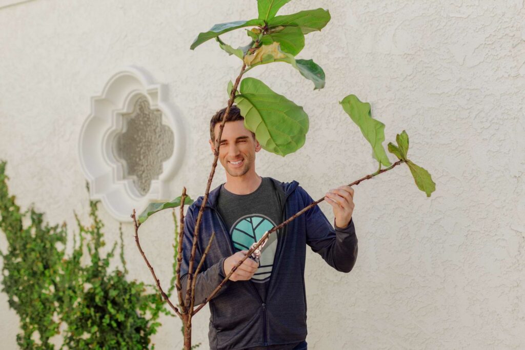 Sunburn can happen quickly! Learn how to rehab a sunburned fiddle leaf fig.