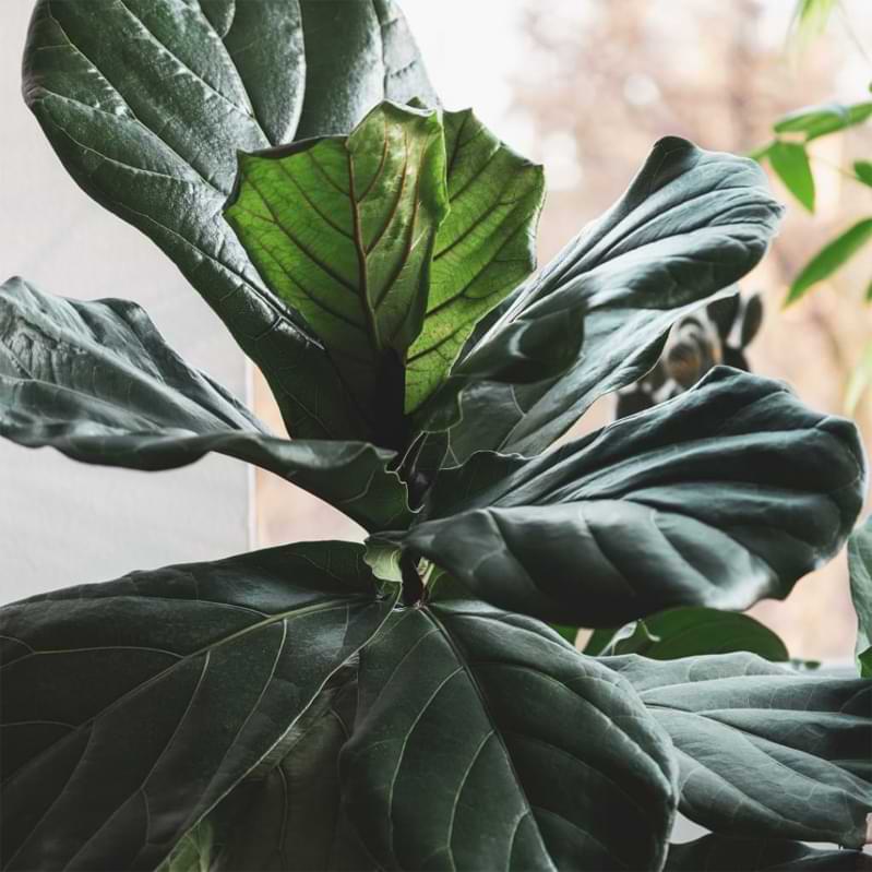 How to Care for Your Fiddle Leaf Fig On Vacation 3 How to care for your fiddle leaf fig while you are on vacation.