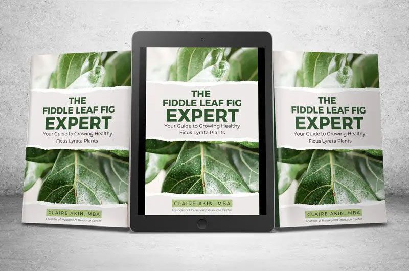 Fiddle Leaf Fig Expert