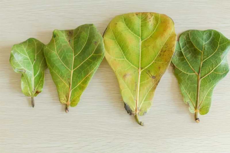The causes for brown spots on fiddle leaf fig leaves varies, but one thing is for certain - our guide can help you fix the problem fast.