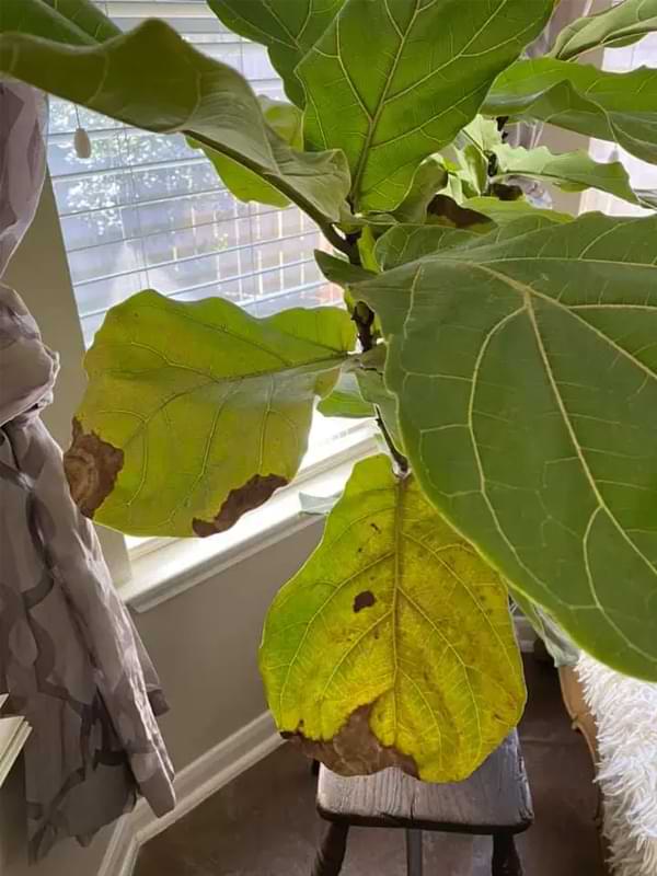 Yellow Leaves