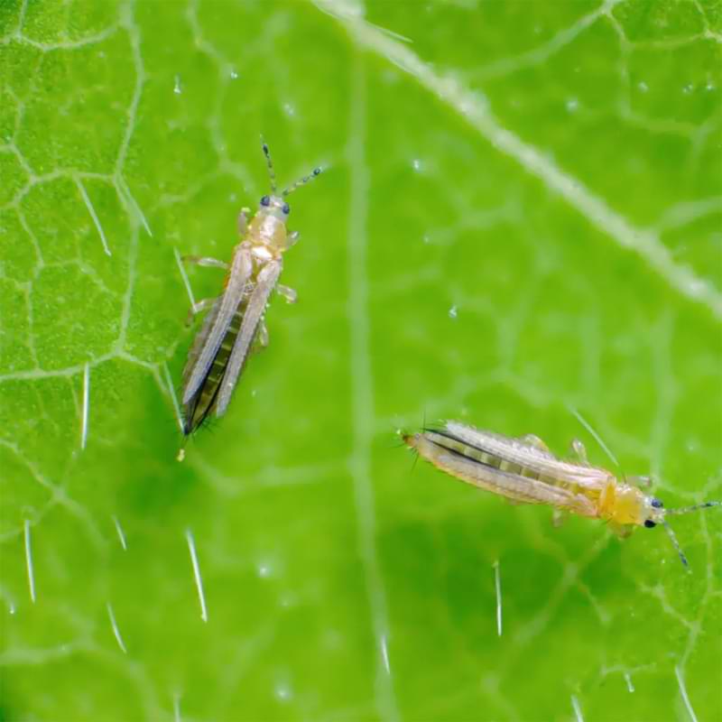 How To Get Rid of Thrips and Springtails On A Fiddle Leaf Fig 4 Not sure what pest is on your houseplant? Learn how to identify thrips and springtails in fiddle leaf figs to ensure an optimal growing environment.